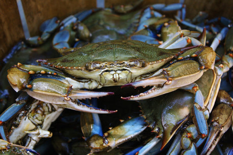 Virginia's Seafood History