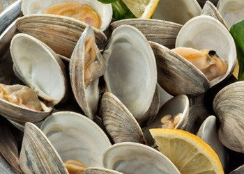 Little Neck Clams - Fresh! - Graham & Rollins | Hampton VA