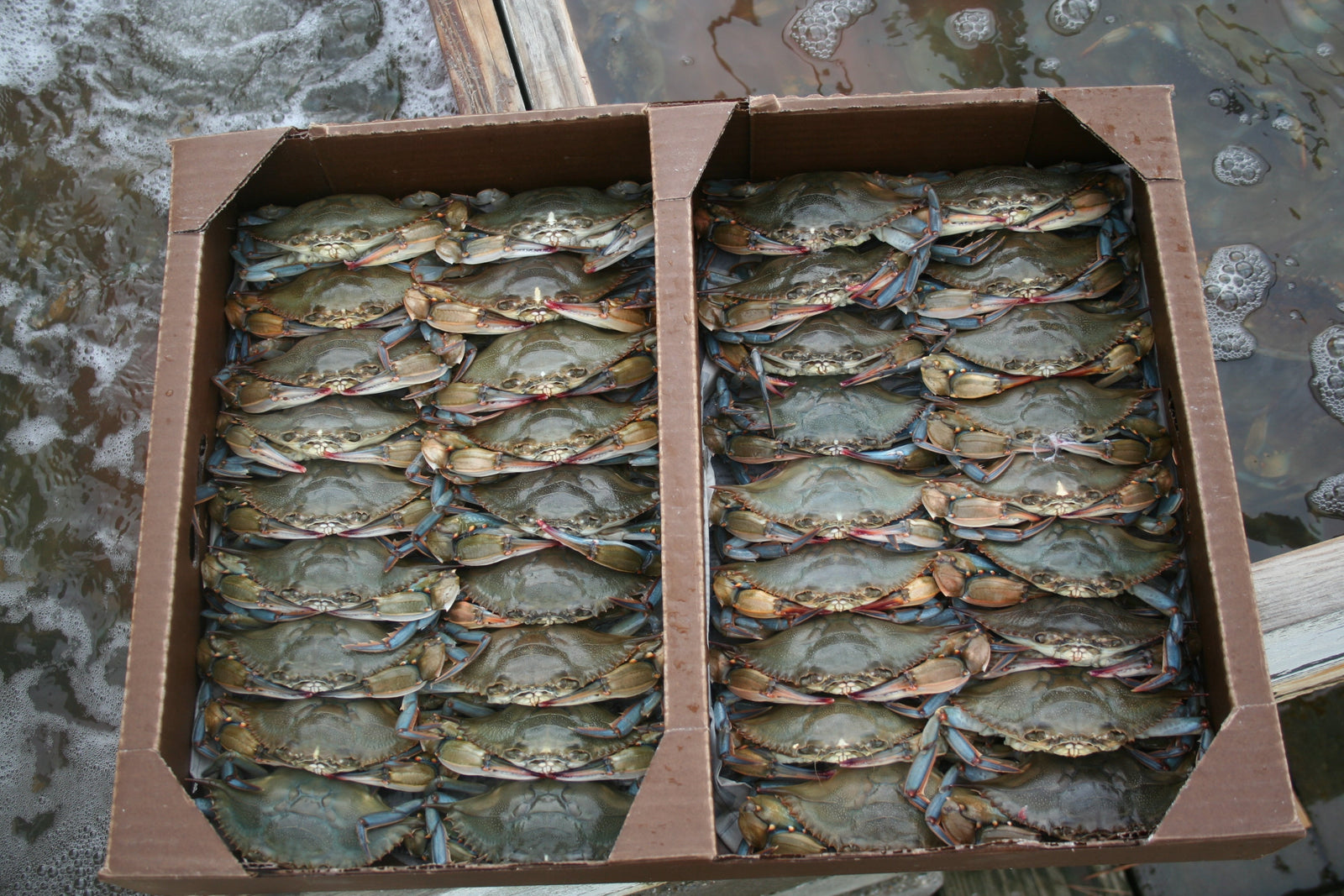 Chesapeake Bay Soft Shell Crabs: Seasonal Delicacy & Cooking Guide