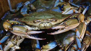 Virginia's Seafood History