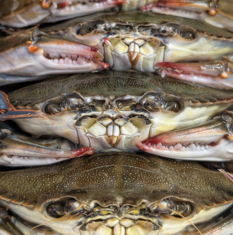 Dressed Soft Shell Crabs