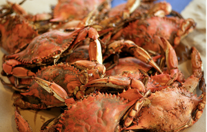 Steamed FEMALE Hard Crabs - Fresh!